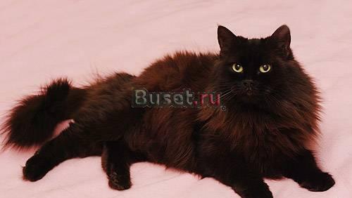 Бетти и Джо Блэк - для истиных ценителей (3 г.) Москва