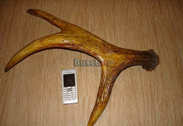 Рога лося Санкт-Петербург