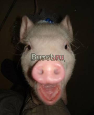 Поросят куплю Москва