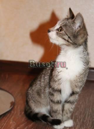 Отдам прелестного котенка в добрые руки Санкт-Петербург