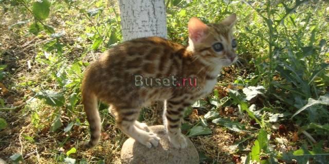 Бенгальский котенок Москва