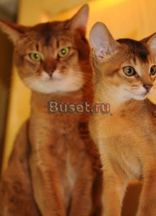 Абиссинский котенок Санкт-Петербург
