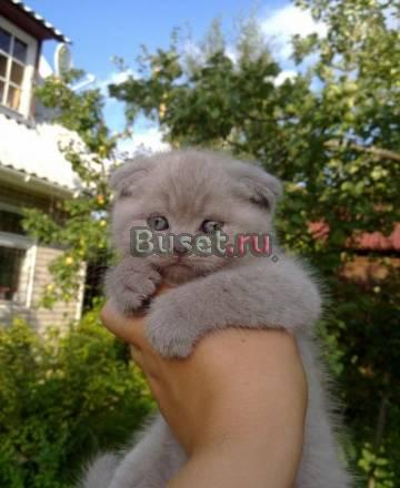 Клубные лиловые котята скоттиш-фолд и страйт Санкт-Петербург