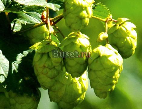 Хмель Ярославль