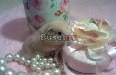 Сирийские хомячки, хомяк Санкт-Петербург