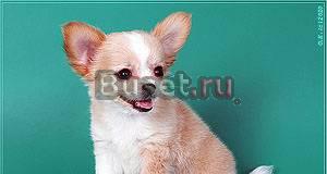 Щенки чихуахуа для выставок и для души Москва