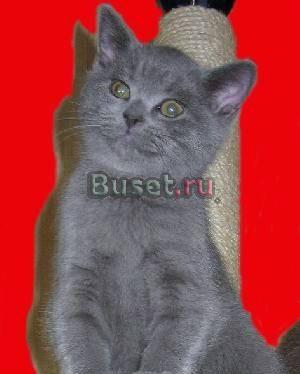 Британские голубые котята плюшевые вальяжные медве Москва