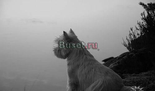 Щенки Вест Хайленд Уайт Терьер Москва