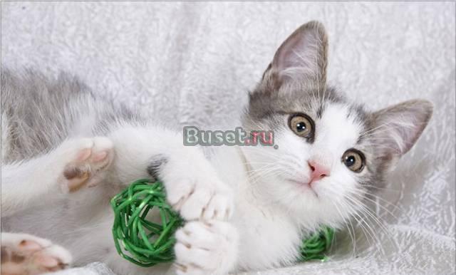 Тpехмеcячнaя  девoчкa, в дар Москва