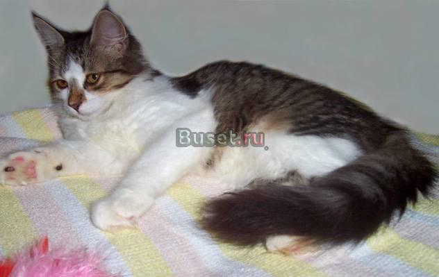 Кнoпкa, в дар Москва