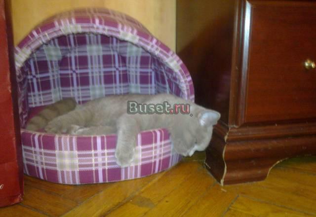 Отдам кота Москва
