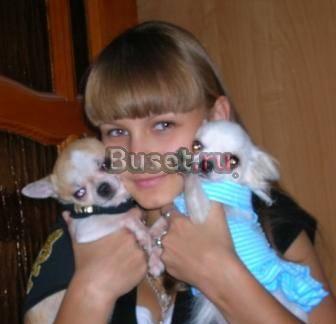 Чихуашки Москва