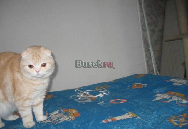 Шотландская вислоухая кошка Москва