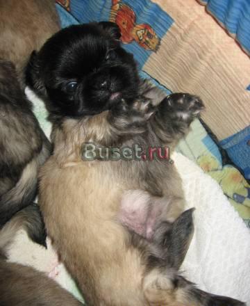 Собаки московской области Королев