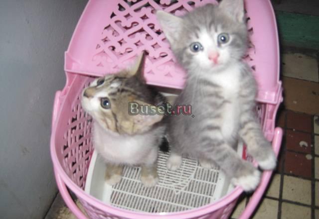 Отдам котят в добрые руки Москва