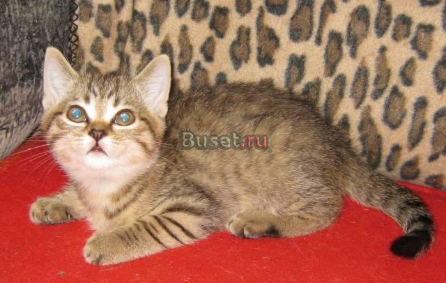 Пятнистый шотландский котик-страйт Москва