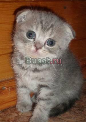 Шотландские вислоухие котята Москва