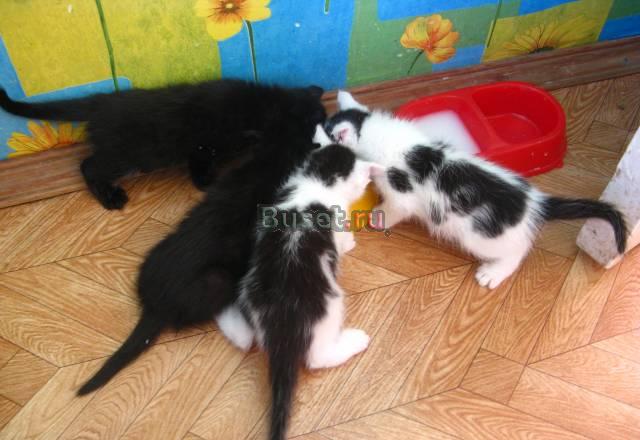 Котята Новосибирск