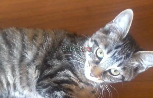 Котята) Ждут своих хозяев) Владивосток