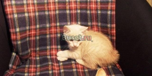 Котята курильского бобтейла Омск