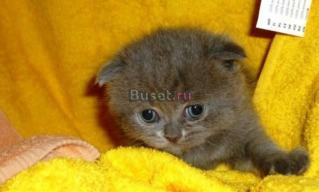 Шотландские малыши Москва