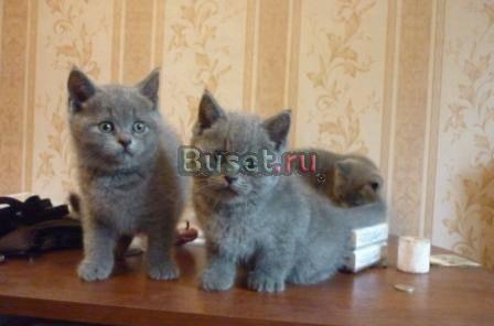 Британкие котята клубные Москва