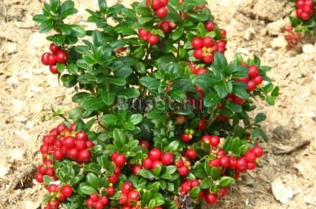 Ищу инвестора к своим обкатанным проектам Москва