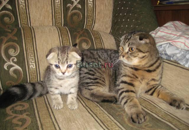 Шотландский вис2аухий  котик Москва