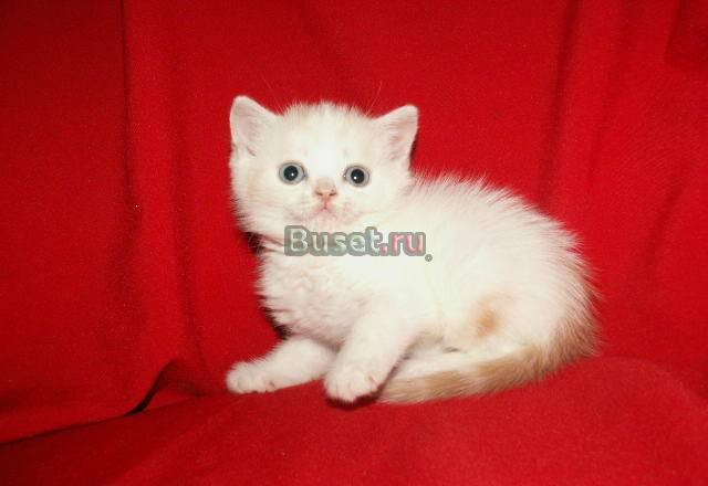 Шотландские котята страйты и хайленды Москва