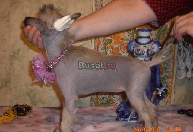 Недорого  девочка Китайской Хохлатой собаки Москва