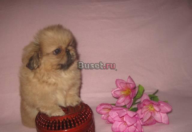 Пекинесы щенки шоу класса Москва