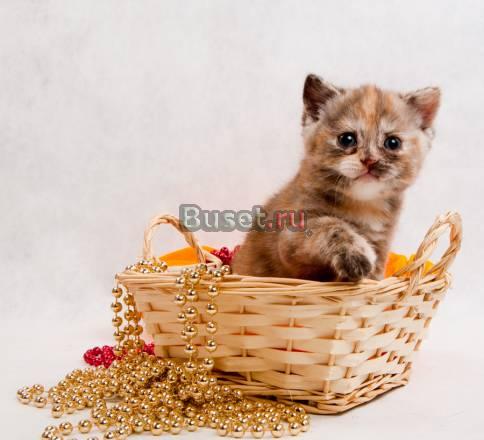 Очаровательные Британские котята Санкт-Петербург