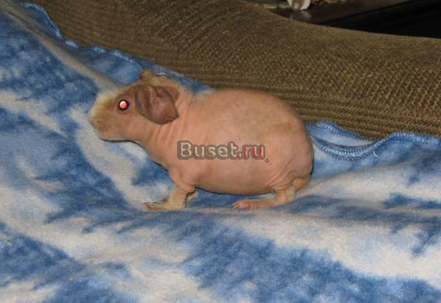 Скинни Москва