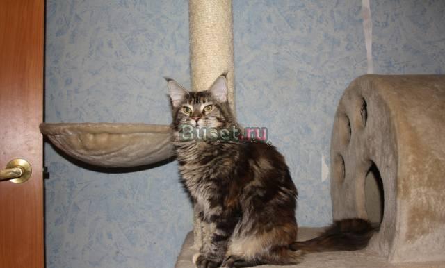 Кошечка Мейн Кун Москва