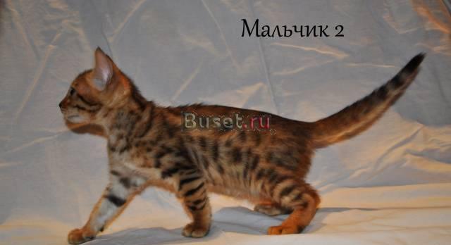 Бенгальские котята мальчики и девочки.2,5 мес Москва