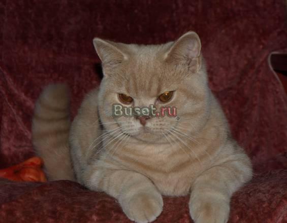 Кремовый чистопородный британский котик Москва