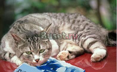 Канцтовары оптом и в розницу Санкт-Петербург Москва