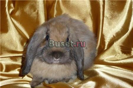 Кроликов карликовых вислоухих барашков даром Москва
