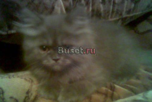 Отдам котенка в добрые руки Красноярск