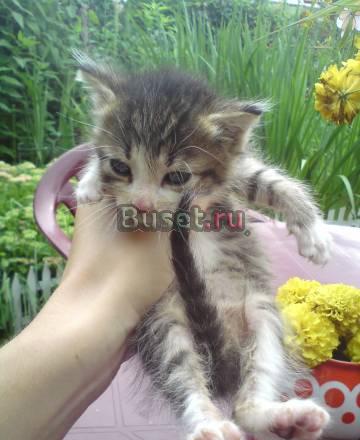 Отдам котят в хорошие руки Москва