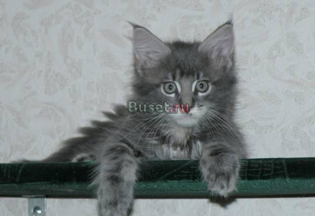 Питомник мейн кунов Victorycoon. Продажа котят Москва