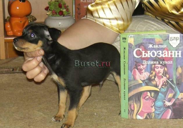 Щенки той терьера девочки Нижний Новгород