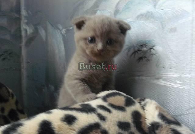 Британские котята Апрелевка