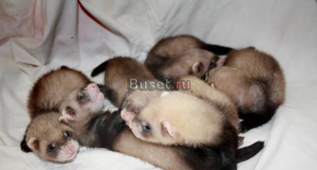 Хорьки Санкт-Петербург