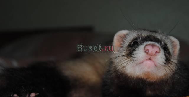 Хорёк Москва