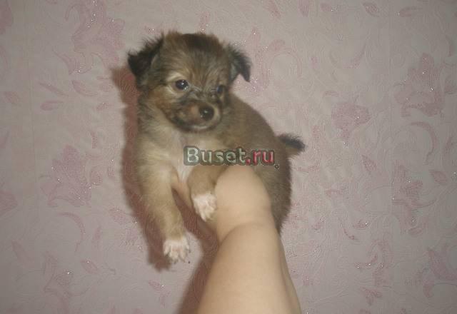 Чихуахуа д.ш. Ронни с докум Москва