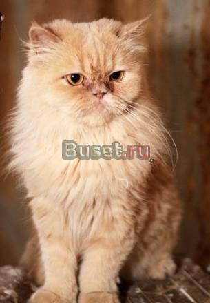 Рыжая персидская кошечка Санкт-Петербург