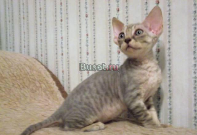 Котята девон-рекс Нижний Новгород