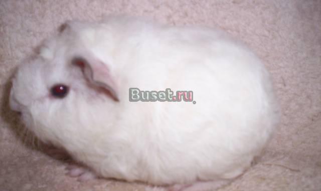Белый мальчик с белой клеткой и всем необходим Москва