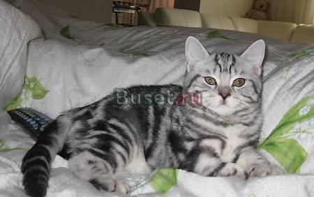 Британский котик окраса вискас Москва